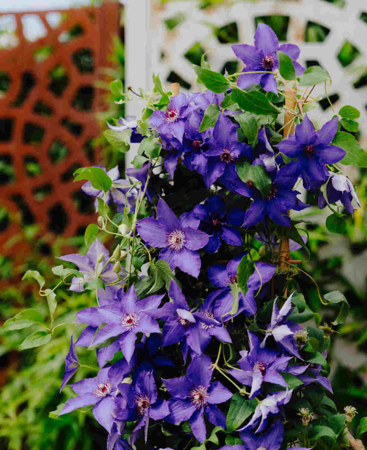 Clematis 'Lindsay' 1 gal