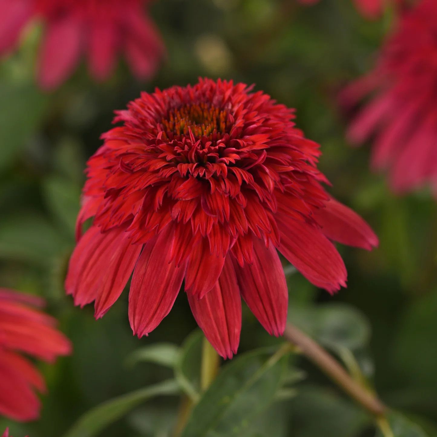 Cone Flower 'Echinacea Double Scoop Strawberry Deluxe' 1 gal