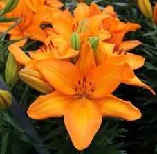 Asiatic Lily 'Lava Joy' 2 gal
