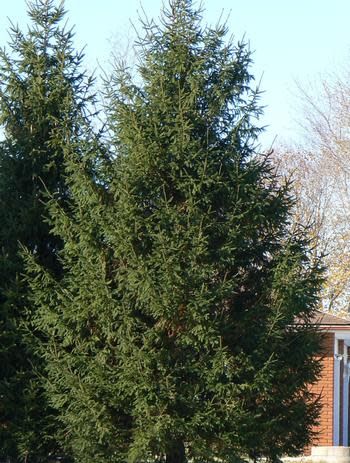 Norway Spruce 7 gal Potted 3'