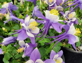 Columbine 'Earlybird Blue/White' 1 gal