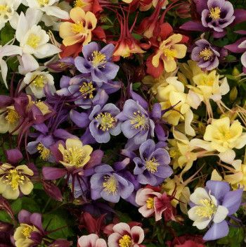 Columbine 'Earlybird Mix' 1 gal
