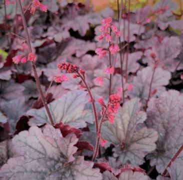 Coral Bells 'Heuchera Timeless Grape' 1 Gal