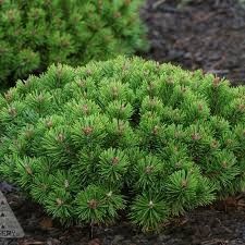 Mugo Pine 'Slowmound' 1 gal