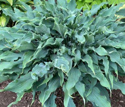 Hosta 'Wild Imagination' 1 gal