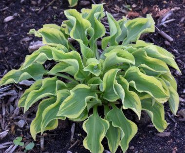 Hosta 'Wrinkle in Time' 1 gal
