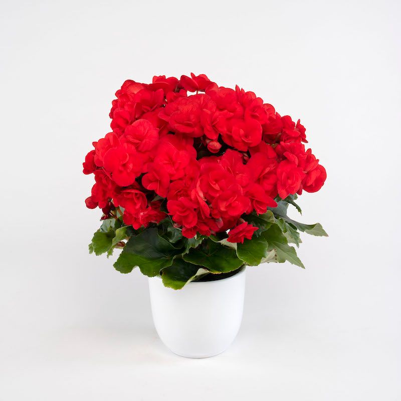 Begonia Sweetie 4"