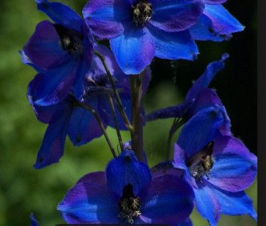 Delphinium 'Dark Blue Black Bee' 1 gal