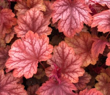 Coral Bells 'Heuchera Carnival Watermelon' 1 gal
