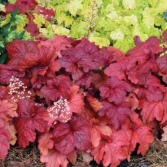 Coral Bells 'Heuchera Fire Alarm' 1 gal