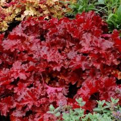 Coral Bells 'Heuchera Forever Red' 1 gal