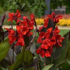 Canna Cannova Bronze Scarlet 1 gal