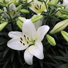 Asciatic Lily 'Summer Snow' 2 gal