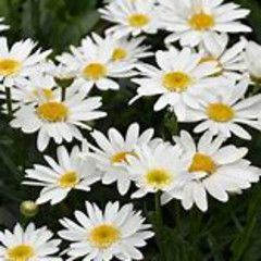 Shasta Daisy 'Leucanthemum Sweet Birdy' 2 gal