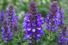 Salvia 'Blue Marvel' 2 gal
