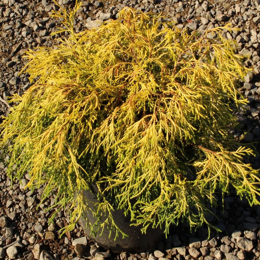 Japanese Threadleaf False Cypress 'Gold Charm' 3 gal