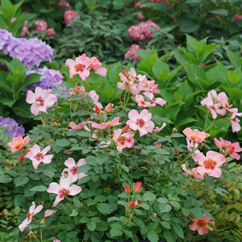 Rose 'Ringo All-Star' 2 gal (Orange) PW
