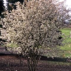 Serviceberry 'Autumn Brilliance' 10 gal Potted