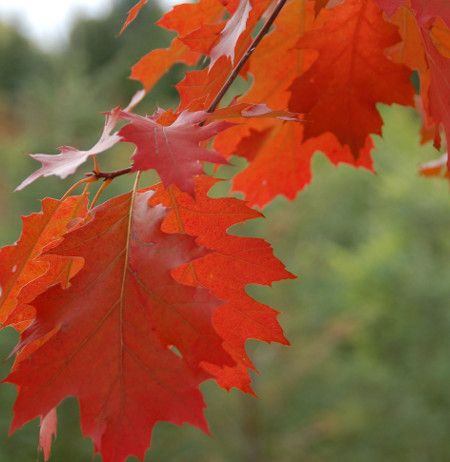 Red Oak Tree 10 gal Potted