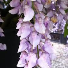 Wisteria 'Aunt Dee' 2 gal