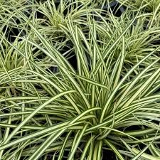 Japanese Sedge Grass - Carex 'Evergold' 1 gal