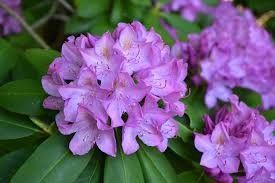 Rhododendron 'Purpureum Elegans' 2 gal