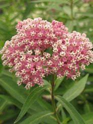 Milkweed 'Asclepias Cinderella' 1 gal
