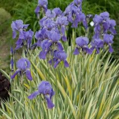 Iris pallida 'Albo Variegata' 1 gal