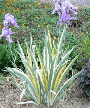 Iris pallida 'Aureo Variegata' 1 gal