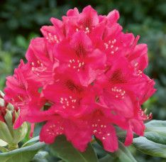 Rhododendron 'Nova Zembla' 3 gal
