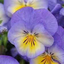 Viola 'Halo Sky Blue' 1 gal