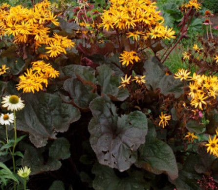 Ligularia 'Britt-Marie Crawford' 1 gal