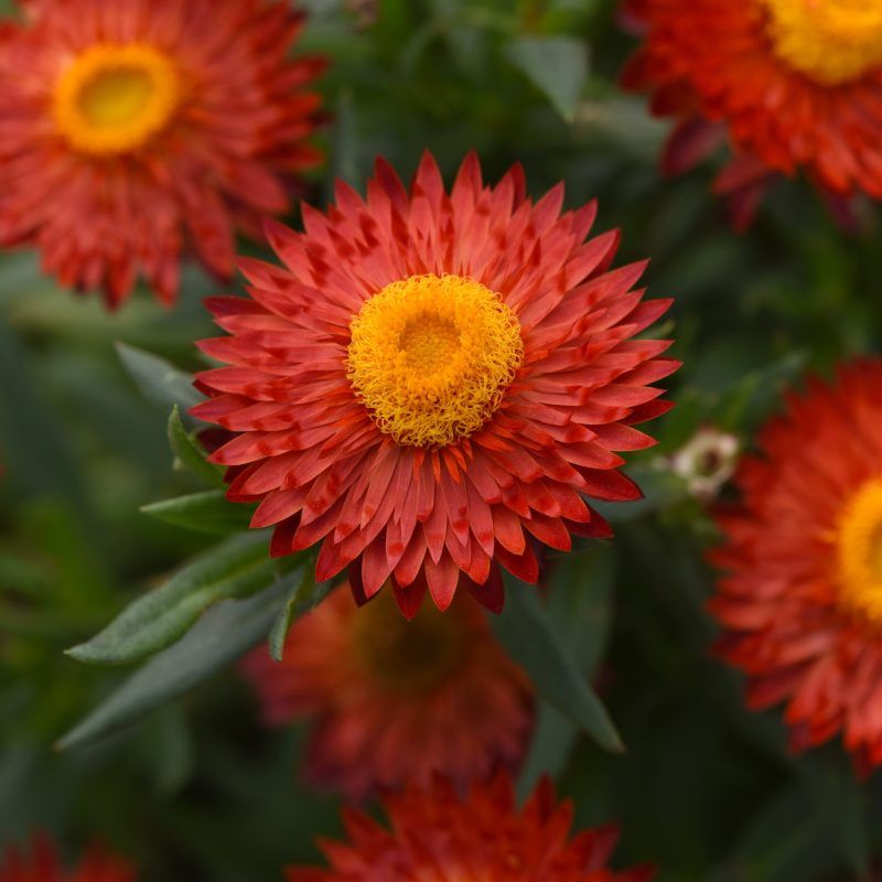 Strawflower 6", Variety: Mohave Fire Red