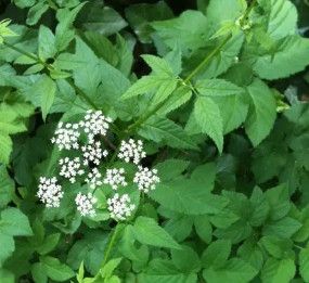 Snow on the Mountain Variegatum 'Gout Weed' 4"