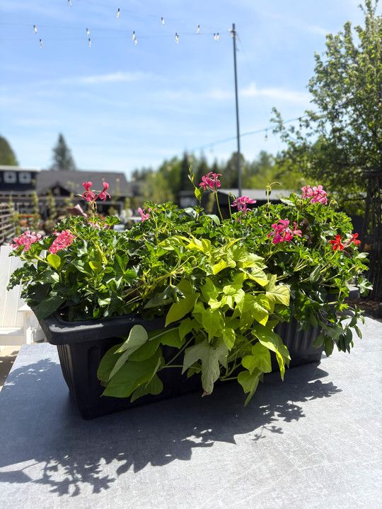 30" Plastic Window Box Assorted