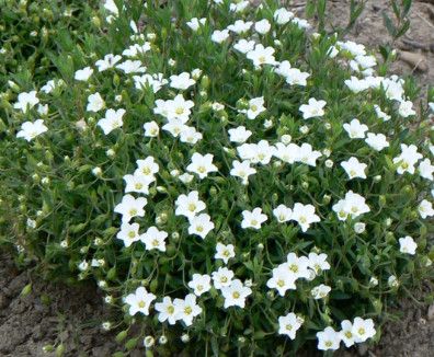 Arenaria Montana Sandwort 4"
