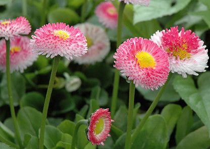 English Daisy 'Bellissima Rose' 4"
