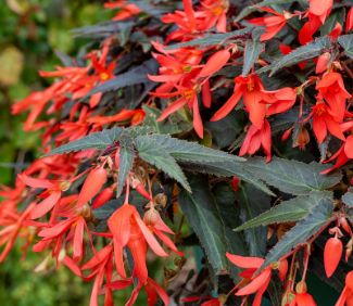 Begonia Bossa Nova 4"
