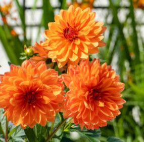 Dahlia Figaro 4", Color: Orange Shades