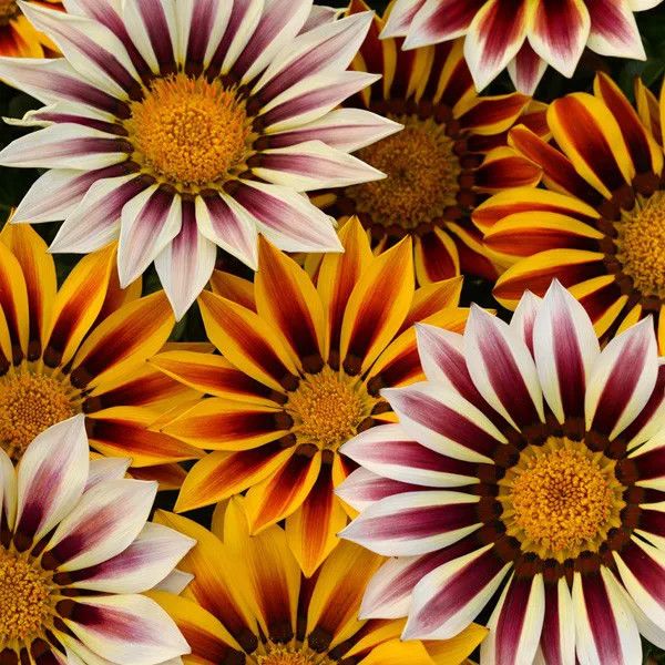 Gazania 'New Day Tiger Mix' 4"