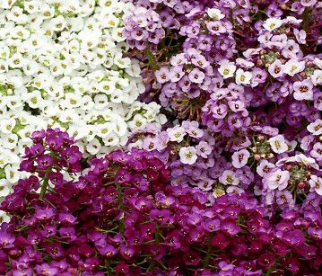 Alyssum - Crystal Mix 4"