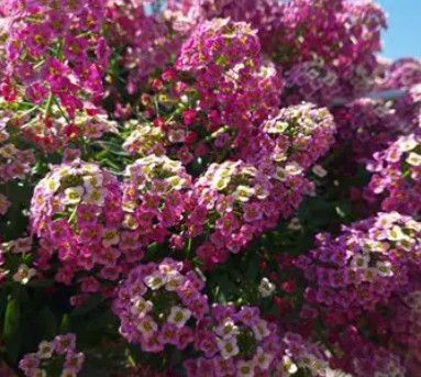 Lobularia Stream Compact Rose 4"