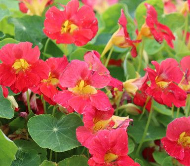 Nasturtium 'Tip Top Rose' 4"