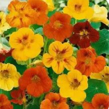 Nasturtium 'Jewel Mix' 4"