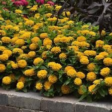 Zinnia 'Zesty Yellow' 4"