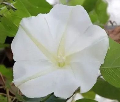 Morning Glory 'Moonflower' 4"