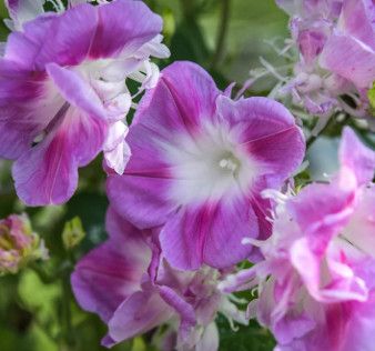 Morning Glory 'Split Second Dble' 4"