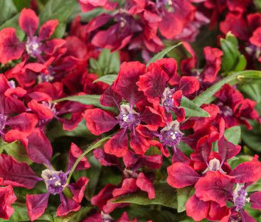 Cuphea 'Richly Red' 1 gal PW