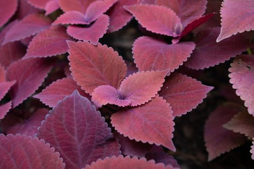 Coleus Volcanica 4", Color: Red Head