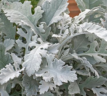 Senecio 'Silver Gleam' 1 gal